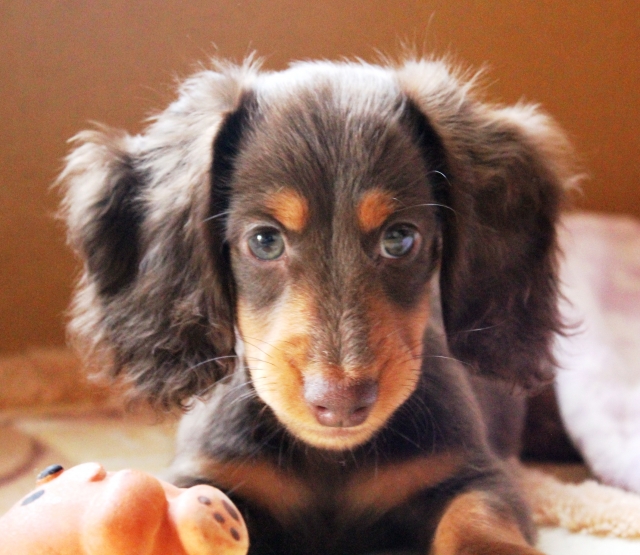 かわいい犬 23