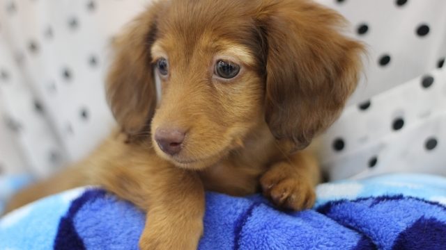 かわいい犬 44