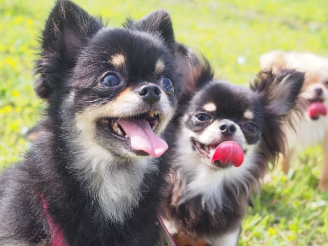 かわいい犬 52