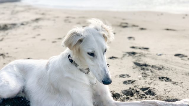 かわいい犬 115