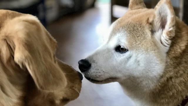 かわいい犬　132