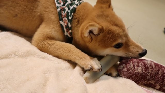 かわいい犬　266