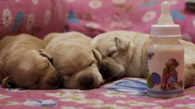 かわいい犬　267