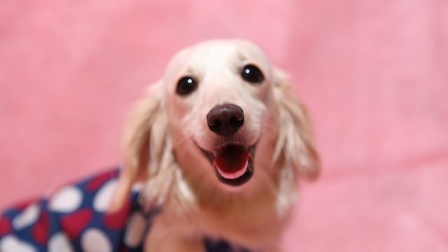 かわいい犬 268