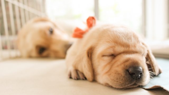 かわいい犬 269