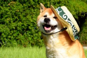 かわいい犬 290