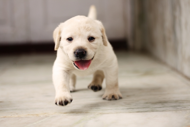 かわいい犬　233