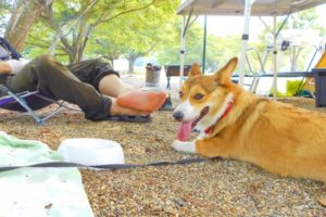 かわいい犬 291