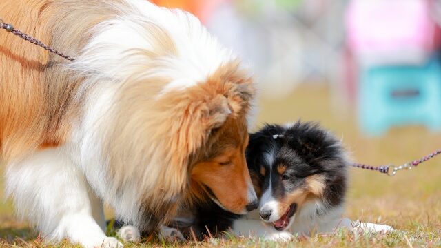 かわいい犬　533