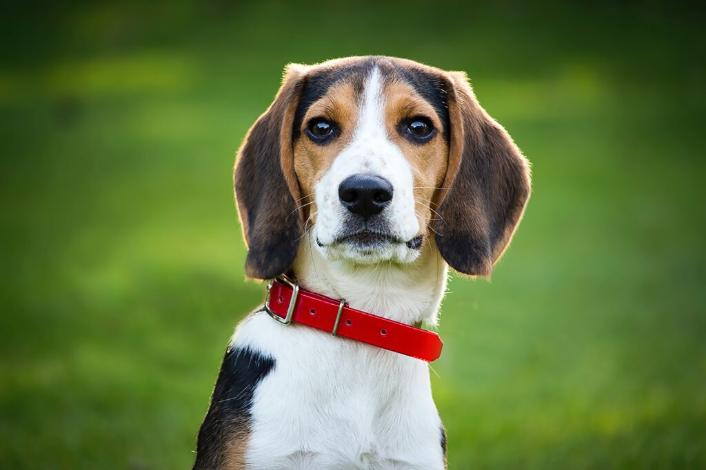 かわいい犬 610