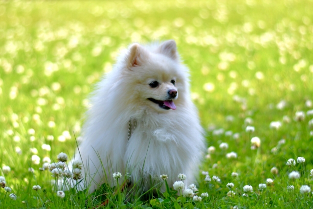 人気の小型犬　ポメラニアン