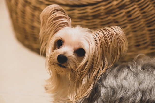 人気の小型犬　ヨークシャーテリア