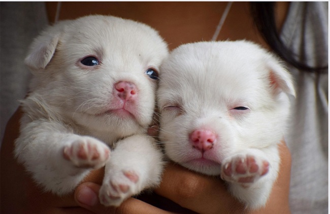子犬